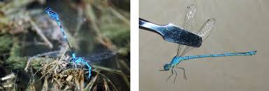 Attēlu rezultāti vaicājumam “Coenagrion armatum female”