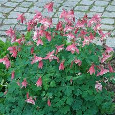 Image result for Akelei