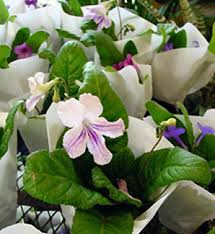 Image result for Streptocarpus