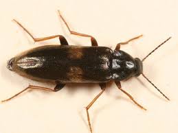 Attēlu rezultāti vaicājumam “Melandryidae”