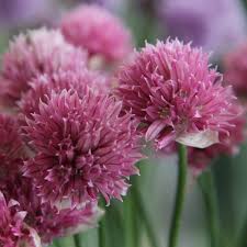 Image result for Allium schoenoprasum