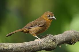 Attēlu rezultāti vaicājumam “Trachyspora intrusa”