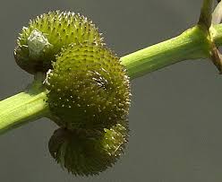 Attēlu rezultāti vaicājumam “Sagittaria sagittifolia fruit”