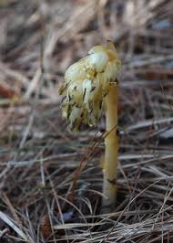 Attēlu rezultāti vaicājumam “Monotropa hypopitys bud”