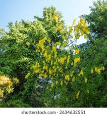 Attēlu rezultāti vaicājumam “Laburnum anagyroides flower”