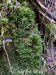 Attēlu rezultāti vaicājumam “Porella cordaeana”