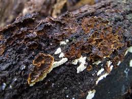 Attēlu rezultāti vaicājumam “Hymenochaete rubiginosa”