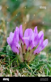Attēlu rezultāti vaicājumam “Astragalus danicus flower”