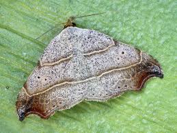 Attēlu rezultāti vaicājumam “Laspeyria flexula”