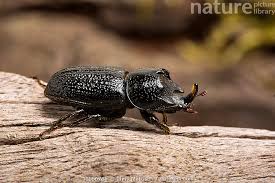 Attēlu rezultāti vaicājumam “Sinodendron cylindricum”