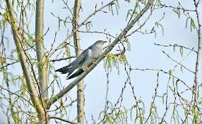 Attēlu rezultāti vaicājumam “Cuculus canorus juvenile”