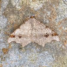 Attēlu rezultāti vaicājumam “Macaria alternata”