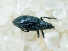 Attēlu rezultāti vaicājumam “Apionidae”