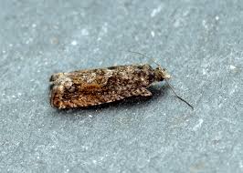 Attēlu rezultāti vaicājumam “Epinotia immundana”