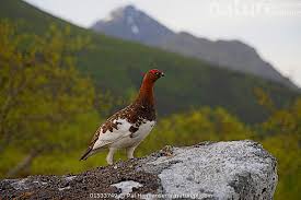 Image result for Lagopus lagopus