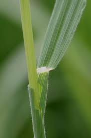 Attēlu rezultāti vaicājumam “Holcus lanatus”