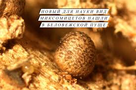 Attēlu rezultāti vaicājumam “Lycogala persicum macro”