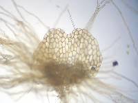 Attēlu rezultāti vaicājumam “Calypogeia integristipula”