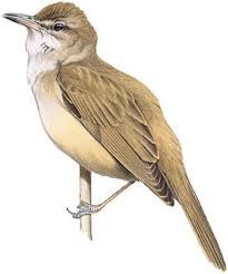 Image result for Acrocephalus arundinaceus