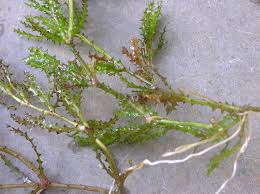 Attēlu rezultāti vaicājumam “Najadaceae”