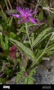 Attēlu rezultāti vaicājumam “Centaurea phrygia flower”