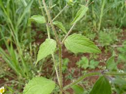 Attēlu rezultāti vaicājumam “Galinsoga quadriradiata”