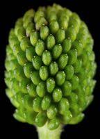 Attēlu rezultāti vaicājumam “Ranunculus sceleratus fruit”