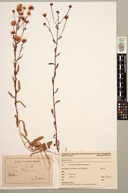 Attēlu rezultāti vaicājumam “Erigeron acris”