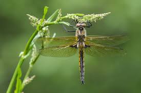 Attēlu rezultāti vaicājumam “Epitheca bimaculata”