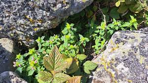 Attēlu rezultāti vaicājumam “Galeopsis bifida”