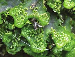 Attēlu rezultāti vaicājumam “Blasia pusilla”