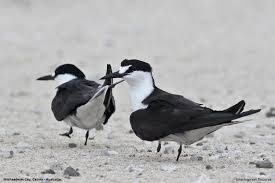 Image result for Onychoprion fuscatus