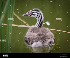 Attēlu rezultāti vaicājumam “Podiceps cristatus juvenile”
