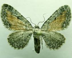 Attēlu rezultāti vaicājumam “Eupithecia icterata”