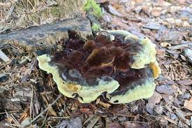 Attēlu rezultāti vaicājumam “Onnia triquetra”