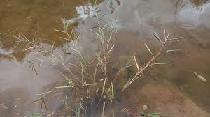 Attēlu rezultāti vaicājumam “Glyceria fluitans leaf”