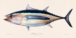 Image result for Thunnus alalunga