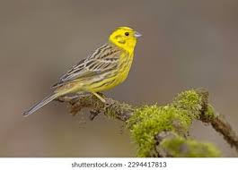 Attēlu rezultāti vaicājumam “Emberiza citrinella juvenile”