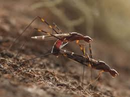 Attēlu rezultāti vaicājumam “Micropezidae”