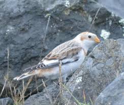 Attēlu rezultāti vaicājumam “Plectrophenax nivalis adult”
