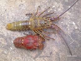 Image result for Scyllarides latus