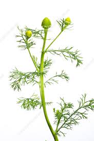 Attēlu rezultāti vaicājumam “Matricaria discoidea flower”