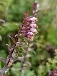 Attēlu rezultāti vaicājumam “Odontites vulgaris”