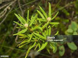 Attēlu rezultāti vaicājumam “Ledum palustre leaf”