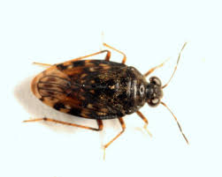 Attēlu rezultāti vaicājumam “Saldula saltatoria”