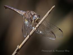 Attēlu rezultāti vaicājumam “Capsus ater imago”