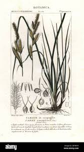 Attēlu rezultāti vaicājumam “Carex cespitosa”