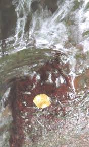 Attēlu rezultāti vaicājumam “Hildenbrandia rivularis”