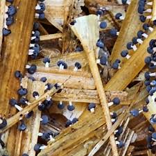 Attēlu rezultāti vaicājumam “Diachea subsessilis young”