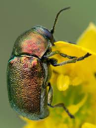 Attēlu rezultāti vaicājumam “Cryptocephalus aureolus, Cryptocephalus sericeus”
